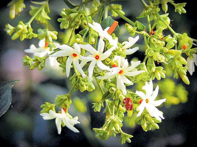 ಸ್ಮಿತಾ ಅಮೃತರಾಜ್ ಅವರ ಕವಿತೆ: ಪ್ರೀತಿ ಪಾರಿಜಾತ