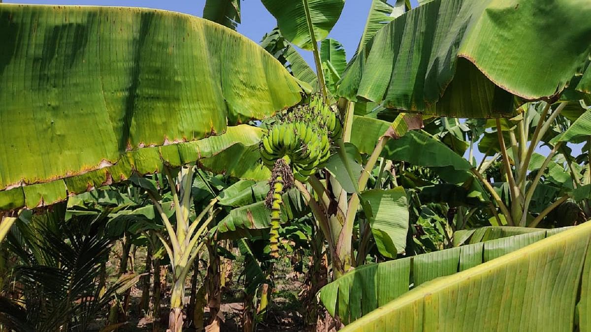ಬಿಹಾರ ಬಾಳೆ ತ್ವರಿತ ಸಾಗಣೆ: ಕೃಷಿ ಉತ್ತೇಜನಕ್ಕೆ ರಾಷ್ಟ್ರೀಯ ಹೆದ್ದಾರಿ ಯೋಜನೆ