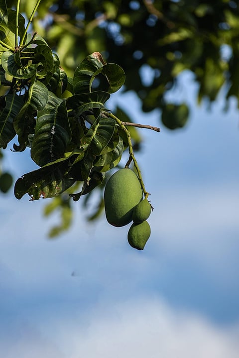 उन्हाळ्यात कच्चा आंबा खावा? जाणून घ्या काय आहेत कारणे