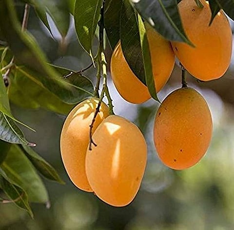 उन्हाळ्यात पचनाच्या समस्यांपासून सुटका मिळवण्यासाठी 'हे' फळ खा!