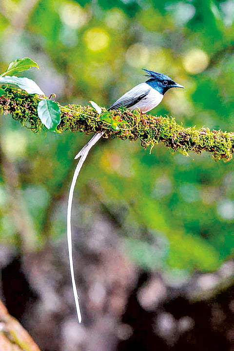 Bird Village : जावे पक्षांच्या गावा...