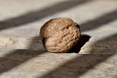Walnut Benefits : अक्रोड खाण्याचे आश्चर्यकारक फायदे