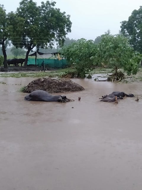 जळगाव पूर : डोंगरी नदीच्या पुराच्‍या पाण्‍यात बुडाल्‍याने वृद्धेचा मृत्‍यू