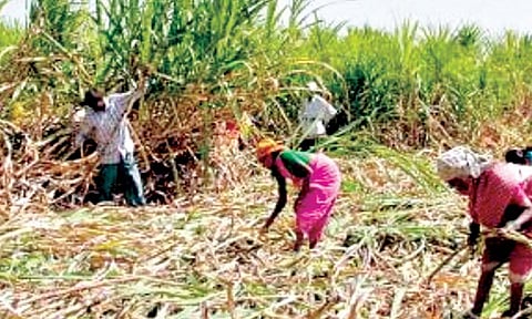कोल्हापूर जिल्ह्याची ढोबळ एफआरपी ३,६३१ रुपये