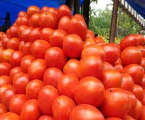 Tomato Price : टोमॅटोची 80 रुपये किलोंवर उडी, बळीराजापेक्षा व्यापार्‍यांनाच भाववाढीचा फायदा