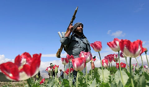 Taliban : 'अफू आणि हेरोईन'मुळेच तालिबान्यांचा अफगाणिस्तानावर वर्चस्व