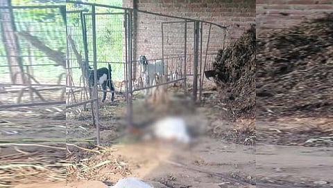 वळती गावाच्या हद्दीत बिबट्याच्या हल्ल्यात दाेन शेळ्या ठार झाल्‍या. (छाया : किशोर खुडे)