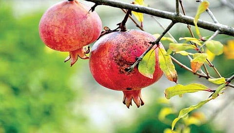 कीड नियंत्रण : डाळिंबांचे करा रक्षण