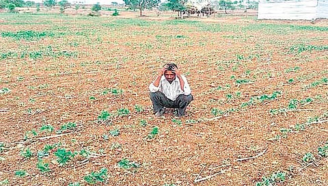 गांजा 
