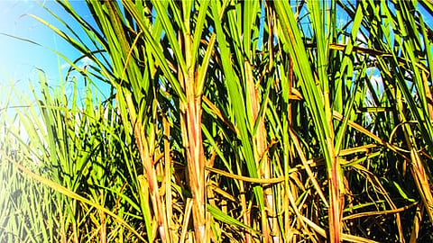 Sugarcane rate