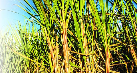 ambad sugar cane reserch centre 