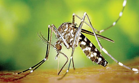 चीन करतो आठवड्याला दोन कोटी डासांची उत्पत्ती