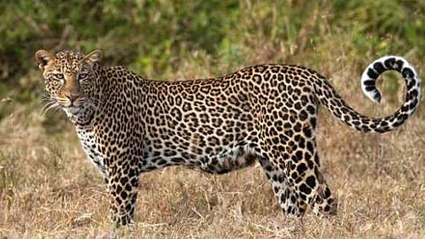 Leopard Attack