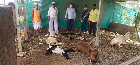 पुणे : लाखनगावात बिबट्याचा धुमाकूळ; हल्‍ल्‍यात ६ शेळ्या ठार