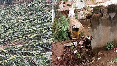 गुलाब चक्रीवादळ! नंदुरबारमध्ये हजारो हेक्‍टरवर पिकांची नासाडी