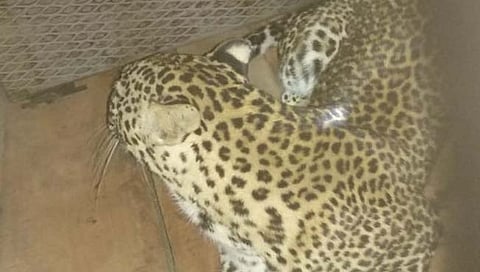 राजुरी येथे बालकावर हल्‍ला करणारा बिबट्या जेरबंद