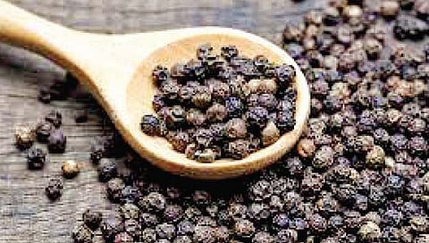 Black pepper : शेतकर्‍यांना आधार काळी मिरीचा