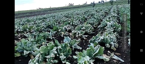 दानोळीत अज्ञाताकडून फ्लॉवर पिकावर तणनाशक फवारणी; पीक जळून खाक