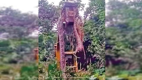 डॉमनिकामध्ये आढळला विशालकाय अजगर