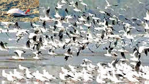 मृत्युमुखी पडलेल्या पक्ष्यांची छायाचित्रे पाहून लोक गहिवरले
