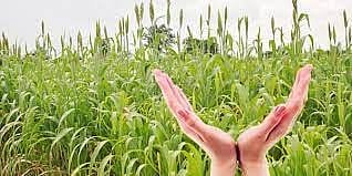 पीकविमा कंपन्याकडून ९७६ कोटींऐवजी ५ कोटी रुपयांची नुकसान भरपाई 