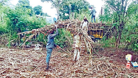 अवकाळी पाऊस : कारखान्यांसह शेतकर्‍यांना कोट्यवधीचा फटका