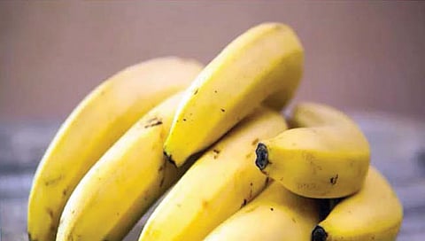 Pune : दौंडमधील वासुंदे गावची केळी युरोपला
