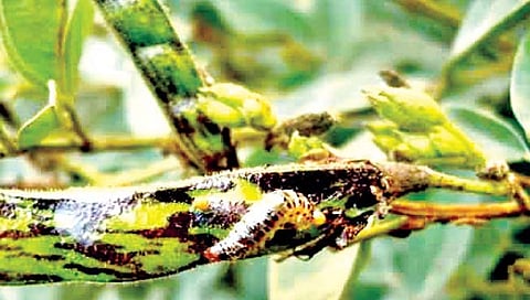 तुरीवरील शेंगा पोखरणार्‍या अळ्यांचे व्यवस्थापन