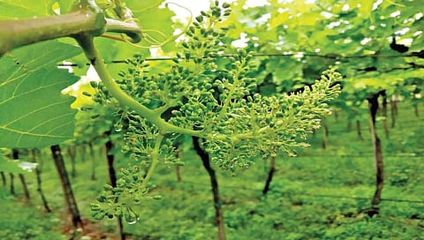 सांगली : जिल्ह्याला वादळी पावसाने झोडपले