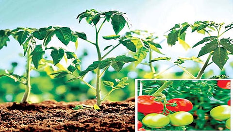 वर्षभर पिकवा टोमॅटो, लागवड कशी करावी?