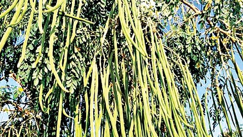 पिकपाणी : शेवग्याची शेती कशी करावी?