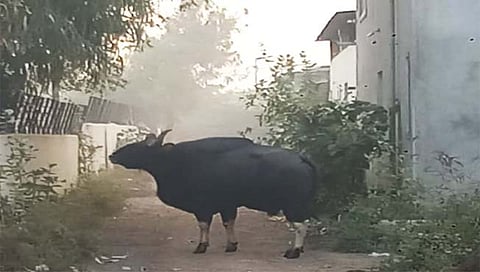 संग्रहित छायाचित्र. 
