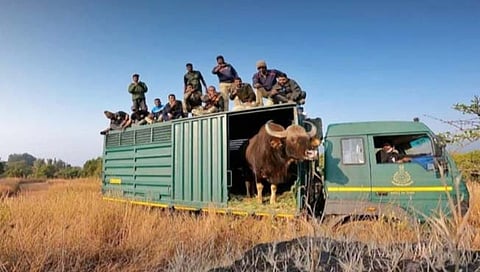 सांगली : अखेर पाच दिवसानंतर गव्‍याला नैसर्गिक अधिवासात साेडण्‍यात यश (video)