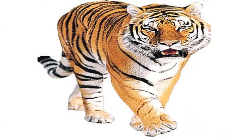 वाघ