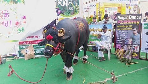तासगावच्या शिवार प्रदर्शनात आला सोळाशे किलोचा रेडा; 80 लाखांना मागणी
