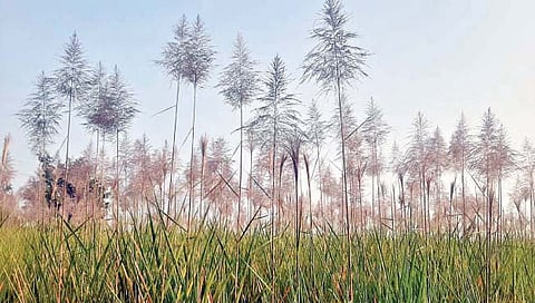 वाई तालुक्यात ‘फड सांभाळ तुर्‍याला गं आला’