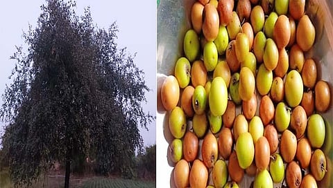 माडग्याळच्‍या देशी बोरांना मागणी वाढू लागली