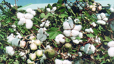 Cotton Production