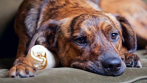animal crimes : पशूंवरील अत्याचाराचे 338 खटले; महाराष्ट्र तिसर्‍या क्रमांकावर