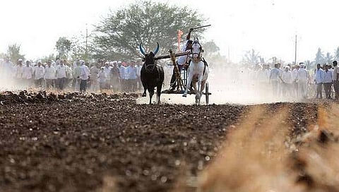 मोठी बातमी: बैलगाडा शर्यतींना मिळणार परवानगी 