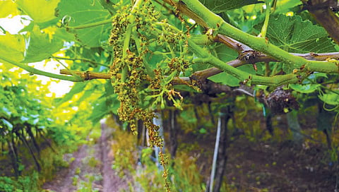 grapes farming sangli : अवकाळी छाया..! 50 हजार हेक्टर द्राक्षशेतीचे नुकसान