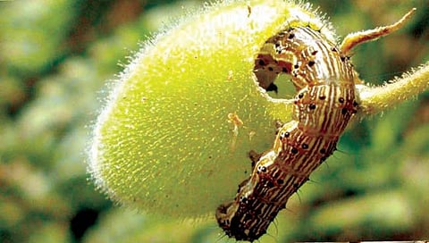 घाटेअळीचे नियंत्रण 