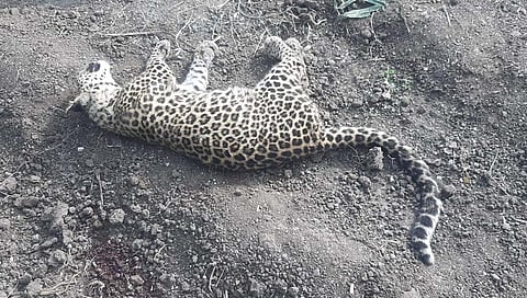 leopard fight : पुण्यात दोन बिबट्यांच्या थरारक झुंझीत एकाचा मृत्यू, स्थानिक शेतकऱ्याने बघितली प्रत्यक्ष झुंज