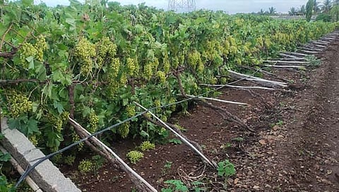 मिरज : मुसळधार पावसात कोंगनोळी, सलगरे येथील द्राक्ष बागा कोसळल्या 