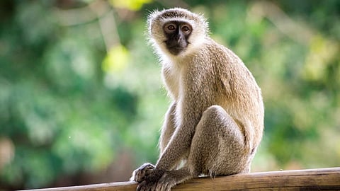 हिंगोली : नालेगावमध्ये माकडांचा उच्छाद; ग्रामस्थांचा उपोषणाचा इशारा