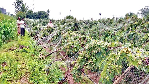 Sangli Rain Update : द्राक्ष, ऊस, डाळिंब, भाज्यांची पिके झाली भुईसपाट; बळीराजा पुन्हा संकटात