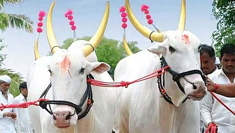 सोपानकाका पालखीसाठी केंजळेंची बैलजोडी