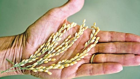 सब 1 : शेतीला हवी विज्ञानाची जोड