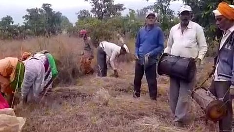  कुसुंबी मुरा पठारावर सौंदयाने गवत कापणी सुरू