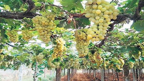 सोलापूर : द्राक्ष निर्यात करण्यास शेतकर्‍यांच्या मनात भीतीचे सावट; जागेवर द्राक्ष विक्री करण्यावर शेतकर्‍यांचा भर